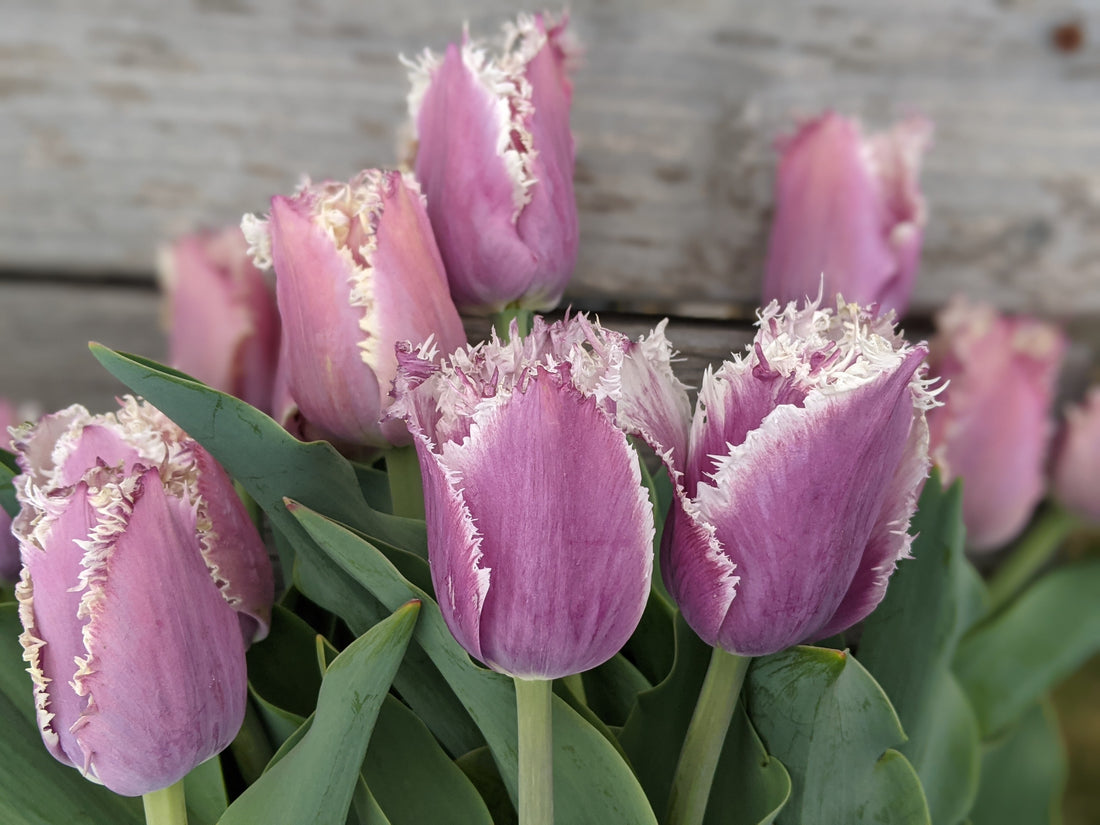 Learn to Grow: Tulips