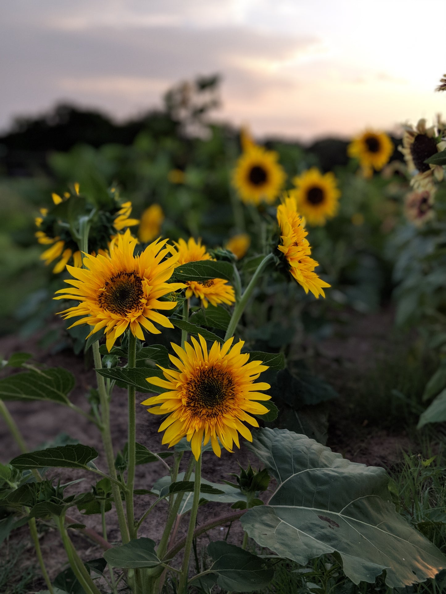 Sunflower 'Panache'