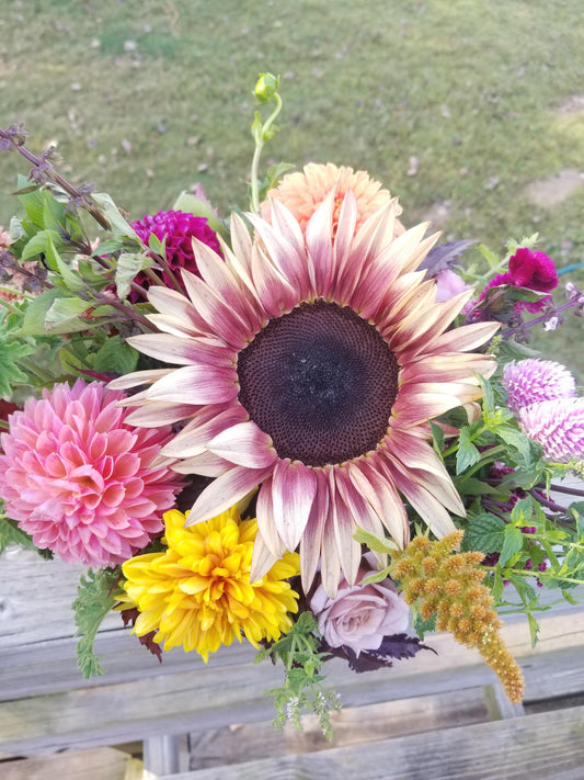 Sunflower 'ProCut Plum'