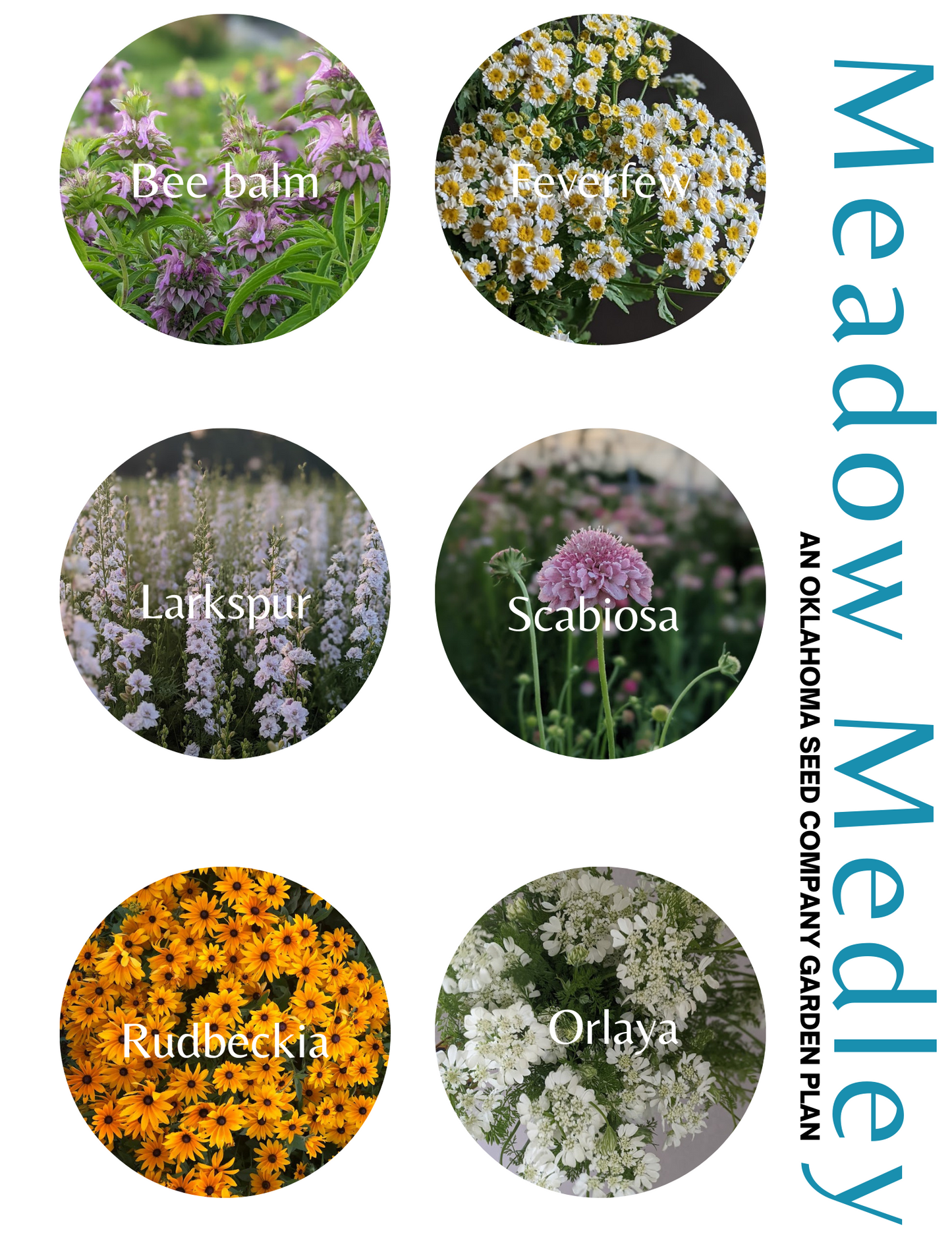 Meadow Medley Garden Plan - Printable (FREE!)