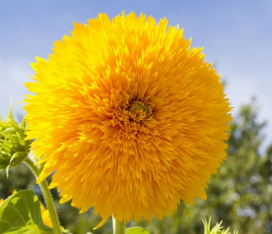 Sunflower 'Teddy Bear'