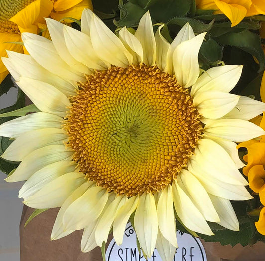 Sunflower 'ProCut White Lite'